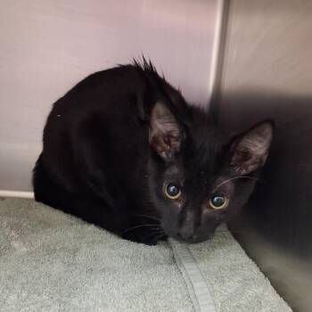 Caesar -  Domestic Short Hair Cat for Adoption in Auburn, Alabama - Caesar | PetCurious