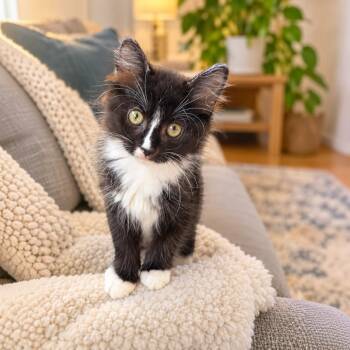 Cicada -  Domestic Medium Hair and Tuxedo Cat for Adoption in Fort Worth, Texas - Cicada | PetCurious