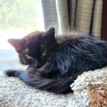 Zoey -  Domestic Long Hair Cat for Adoption in Glendale, Arizona - Zoey | PetCurious