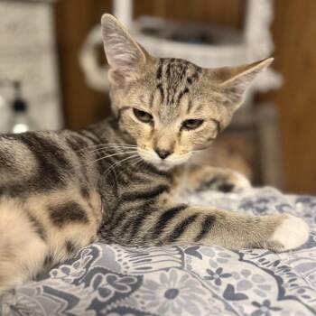 Blade Carter -  Domestic Short Hair Cat for Adoption in Eagle Mountain, Utah - Blade Carter | PetCurious