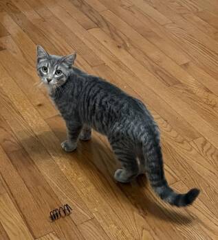 Domestic Short Hair Cats Available for Adoption - Sriracha (25-265 C) | PetCurious