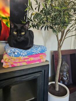 Domestic Short Hair Cats Available for Adoption in Chandler, Arizona - Kenji Doofenshmirtz | PetCurious