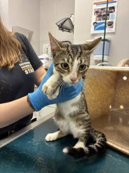 Rescue Domestic Short Hair Cats for Adoption in Gastonia, North Carolina - 59838828 | PetCurious