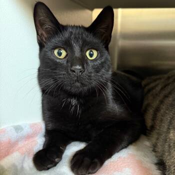 Rescue Domestic Short Hair Cats for Adoption in Cedaredge, Colorado - Doug | PetCurious