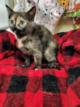 Mallory -  Tortoiseshell Cat for Adoption in Parlier, California - Mallory | PetCurious