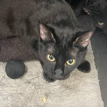 Domestic Short Hair Cats Available for Adoption in Port Charlotte, Florida - Bo-bo | PetCurious