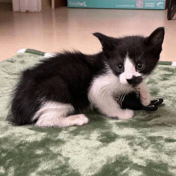 Domestic Short Hair Cats Available for Adoption in Thomson, Georgia - Pepper | PetCurious