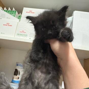 Tarot -  Domestic Medium Hair Cat for Adoption in Chattanooga, Tennessee - Tarot | PetCurious