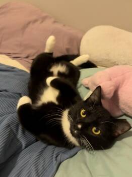 Domestic Short Hair Cats Available for Adoption in Seattle, Washington - Furlough | PetCurious