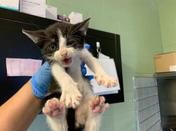 MICHAEL -  Domestic Short Hair Cat Available for Adoption in Grand Prairie, Texas - MICHAEL | PetCurious