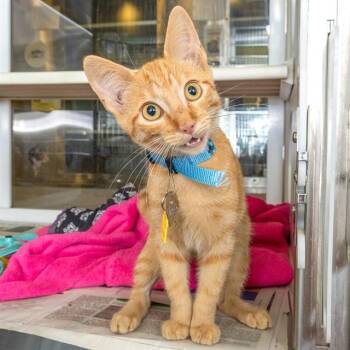 CAYENNE -  Domestic Short Hair Cat for Adoption in St. Louis, Missouri - CAYENNE | PetCurious
