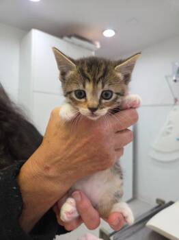 Lucille -  Domestic Short Hair Cat for Adoption in Brookings, Oregon - Lucille | PetCurious