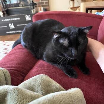 Remy -  Domestic Short Hair Cat for Adoption in South Elgin, Illinois - Remy | PetCurious