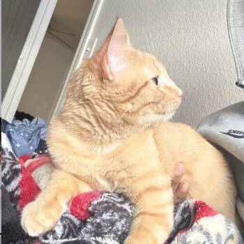 Nimbus -  American Shorthair Cat for Adoption in Rochester, Minnesota - Nimbus | PetCurious