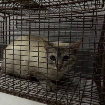 Domestic Short Hair Cats Available for Adoption in Lufkin, Texas - Destini | PetCurious