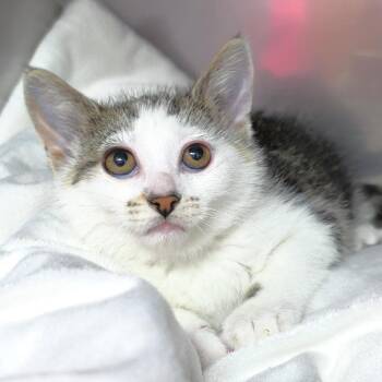 Domestic Short Hair Cats Available for Adoption in Michigan City, Indiana - Sunny | PetCurious