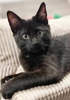 Rescue Domestic Short Hair Cats for Adoption in North Highlands, California - Yogi Bear H | PetCurious
