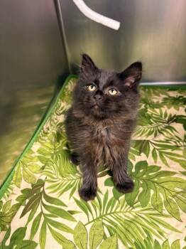 Rescue Domestic Long Hair Cats for Adoption in Detroit, Michigan - Ajax | PetCurious