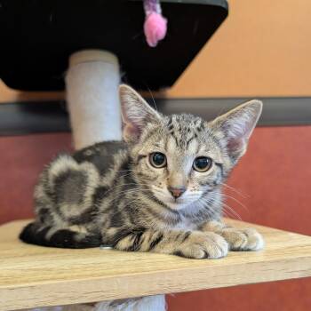 Gracie -  Domestic Short Hair Cat for Adoption in Rochester, Minnesota - Gracie | PetCurious