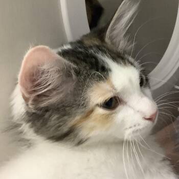 Daphne -  Domestic Short Hair Cat for Adoption in Redwood City, California - Daphne | PetCurious