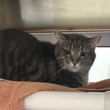 Toast Crunch -  Domestic Short Hair Cat for Adoption in York, Pennsylvania - Toast Crunch | PetCurious
