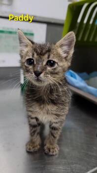 Domestic Short Hair Cats Available for Adoption in Fort Worth, Texas - Paddy | PetCurious