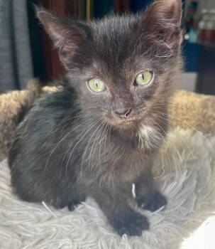 Domestic Short Hair Cats Available for Adoption in Newaygo, Michigan - Mina | PetCurious