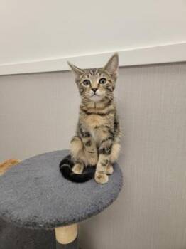 San Antonio -  Domestic Short Hair Cat for Adoption in Fergus Falls, Minnesota - San Antonio | PetCurious