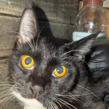 Sylvia -  Domestic Long Hair Cat for Adoption in Newberg, Oregon - Sylvia | PetCurious