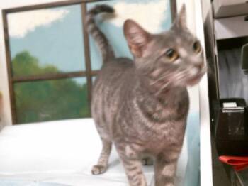 Domestic Short Hair Cats Available for Adoption - JOY | PetCurious