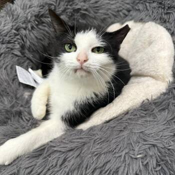 Rescue Domestic Short Hair Cats for Adoption in Indianapolis, Indiana - Henrietta | PetCurious