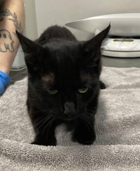 Angel -  Domestic Short Hair Cat for Adoption in Winnipeg, Manitoba - Angel | PetCurious