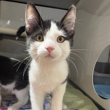 Tornado -  Domestic Short Hair Cat for Adoption in Puslinch, Ontario - Tornado | PetCurious