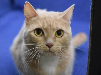 Domestic Short Hair Cats Available for Adoption in Portland, Oregon - Victoria | PetCurious