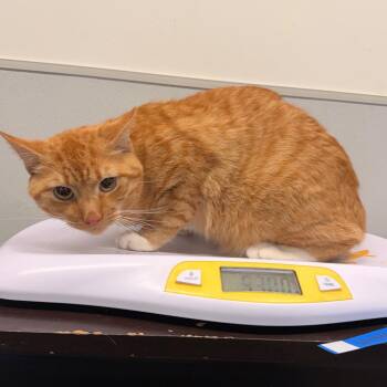 Winston -  Domestic Short Hair Cat for Adoption in Clearwater, Florida - Winston | PetCurious