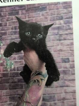 Iceman -  Domestic Short Hair Cat for Adoption in Parker, Colorado - Iceman | PetCurious