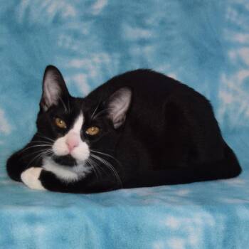 Sylvester -  Domestic Short Hair Cat for Adoption in Eureka, California - Sylvester | PetCurious