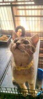 Tabby and Domestic Short Hair Cats Available for Adoption - Pearl (FSG) | PetCurious