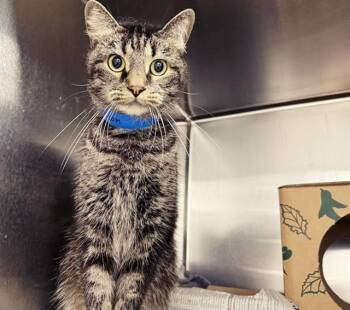 ADDISON -  Domestic Medium Hair Cat for Adoption in Brentwood, Missouri - ADDISON | PetCurious