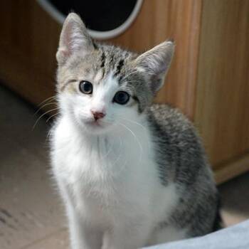 Rose -  Domestic Short Hair Cat for Adoption in Fort Leavenworth, Kansas - Rose | PetCurious