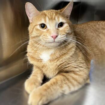 Rescue Domestic Short Hair Cats for Adoption in Springfield, Illinois - Little Richard | PetCurious