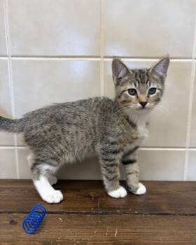 Tommy -  Domestic Short Hair Cat for Adoption in Kerrville, Texas - Tommy | PetCurious