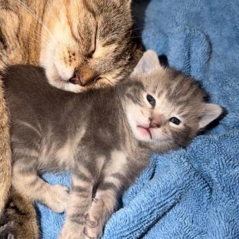 Domestic Short Hair Cats Available for Adoption in Tallahassee, Florida - Stevie Allen-CA | PetCurious