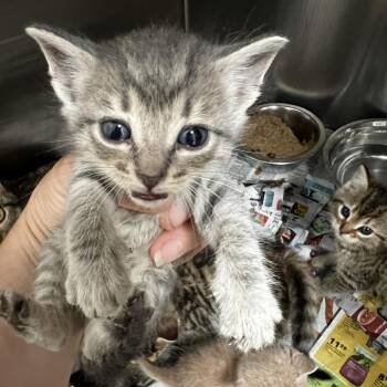 Domestic Short Hair Cats Available for Adoption in Parrish, Alabama - Sully | PetCurious