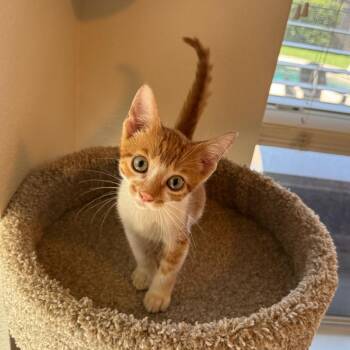 Turkey -  Domestic Short Hair Cat for Adoption in Missouri City, Texas - Turkey | PetCurious