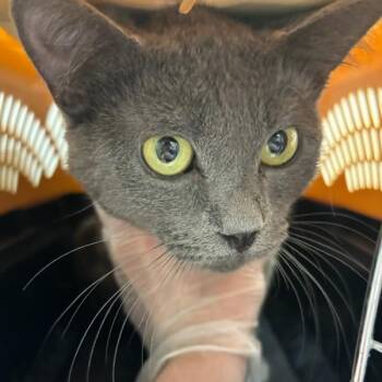 Zeplin -  Domestic Short Hair Cat for Adoption in Des Moines, Iowa - Zeplin | PetCurious