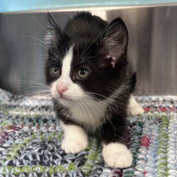 Hermes -  Domestic Short Hair Cat for Adoption in Mount Vernon, Indiana - Hermes | PetCurious