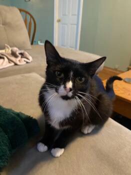 Valentina -  Domestic Short Hair Cat for Adoption in Ontario, New York - Valentina | PetCurious