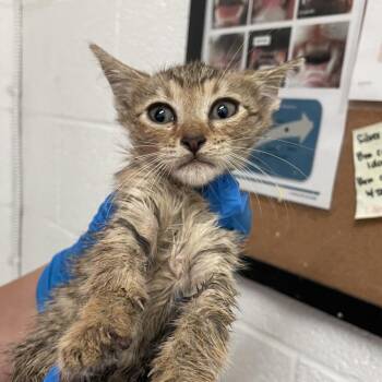 Calla Lilly -  Domestic Short Hair Cat for Adoption in Edinburg, Texas - Calla Lilly | PetCurious