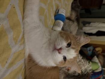 Rescue Tabby Cats for Adoption in Whittier, California - Stanley | PetCurious